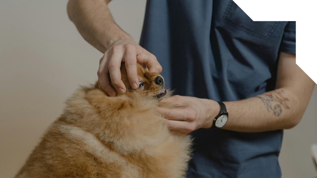 A veterinarian providing a medical procedure to a dog